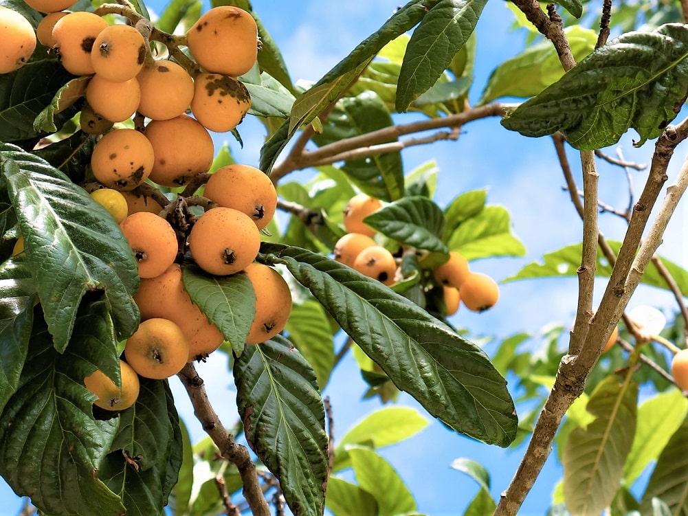 El níspero como árbol frutal hermafrodita junto al manzano, peral, naranjo y otros
