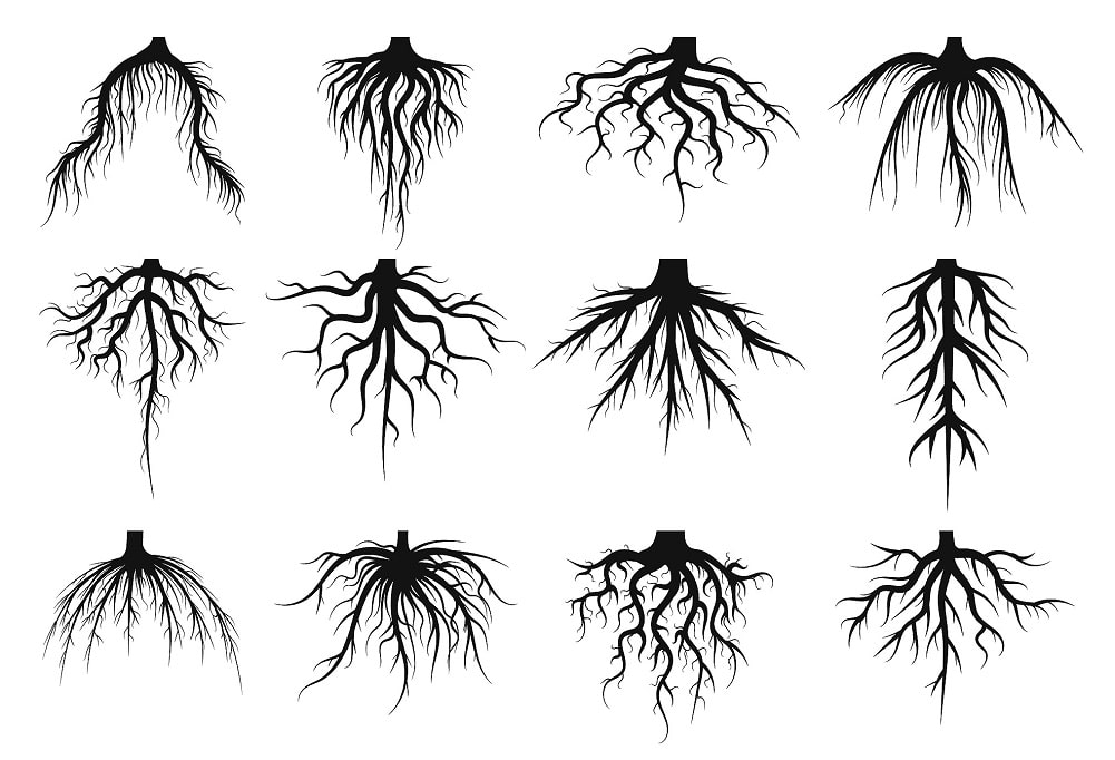 Morfología de las raíces pivotantes o primarias en distintas plantas
