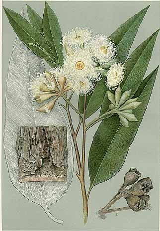 Tipos de eucalipto - corteza y hojas de Eucalyptus robusta