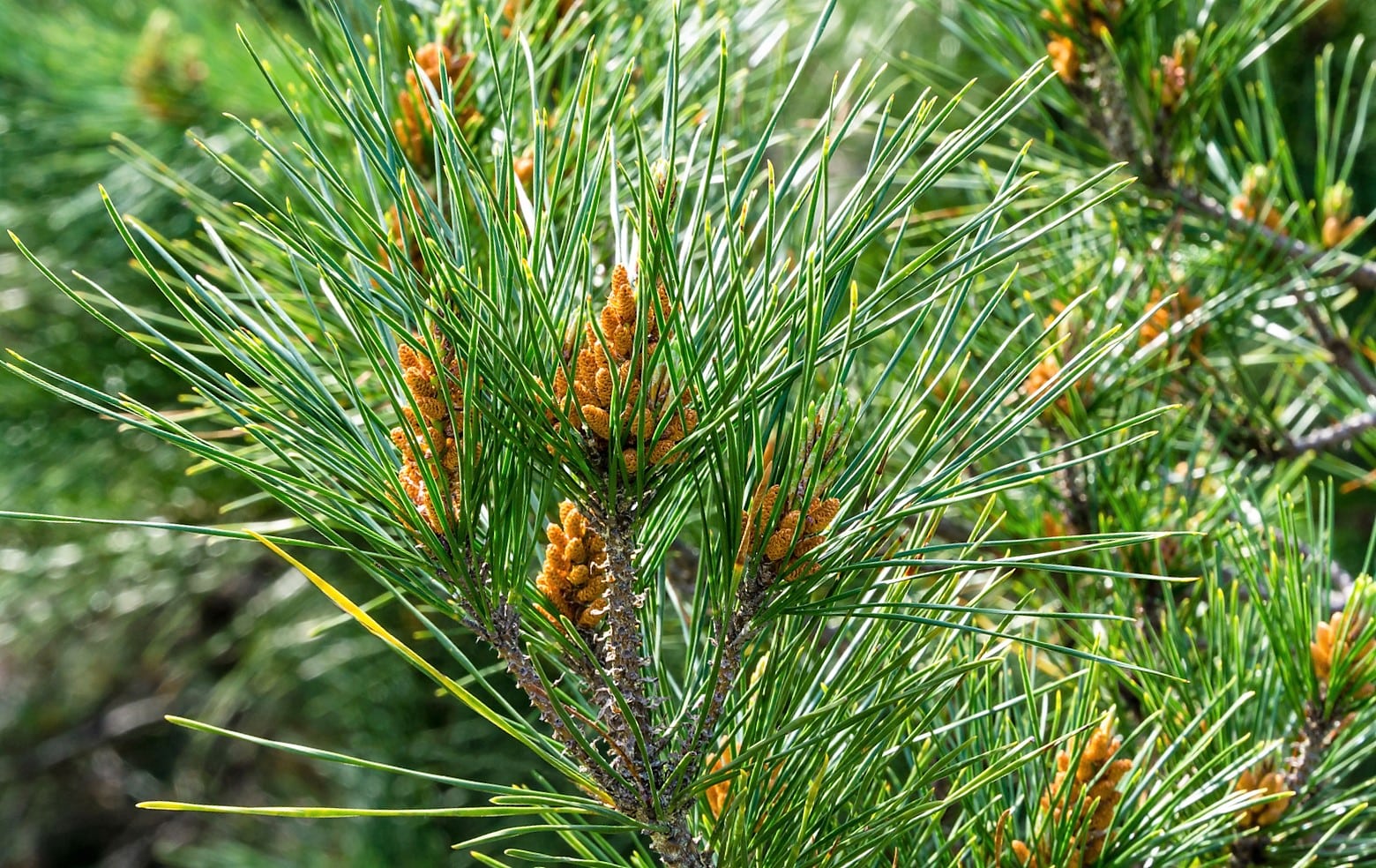 Pino insigne o de Monterrey (Pinus radiata)