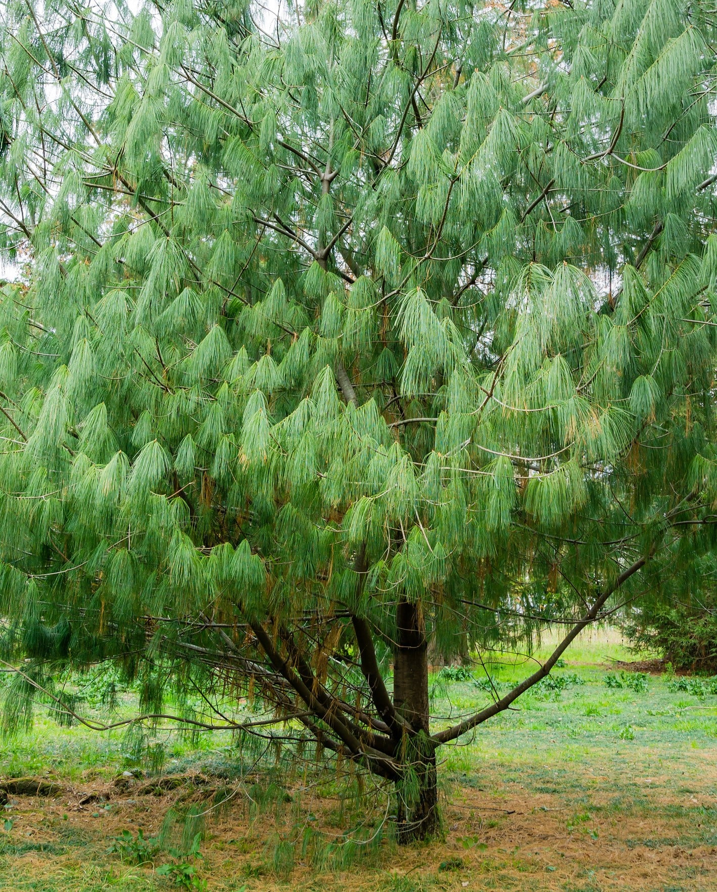 Cómo diferenciar tipos de pinos asiáticos - Pinus armandii