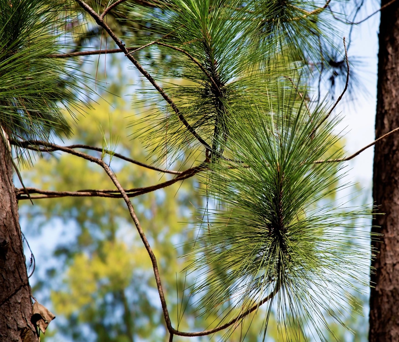 Tipos de pinos - Pinus merkusii