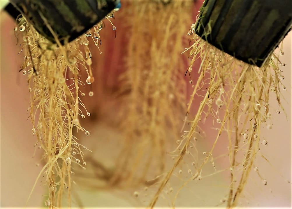 La oxigenación de las raíces es una ventaja de la aeroponía