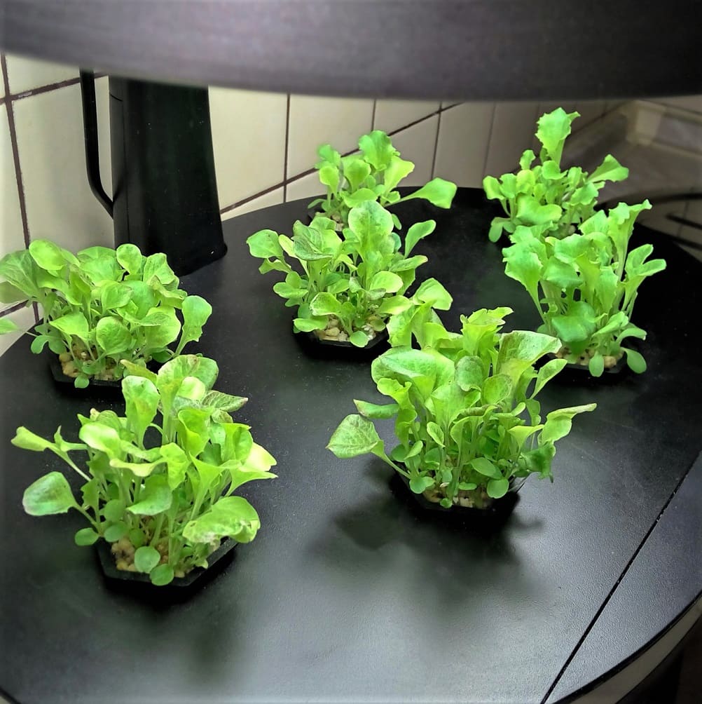 Aeroponía en casa, sistema casero para cultivar hierbas, fresas, tomates y más