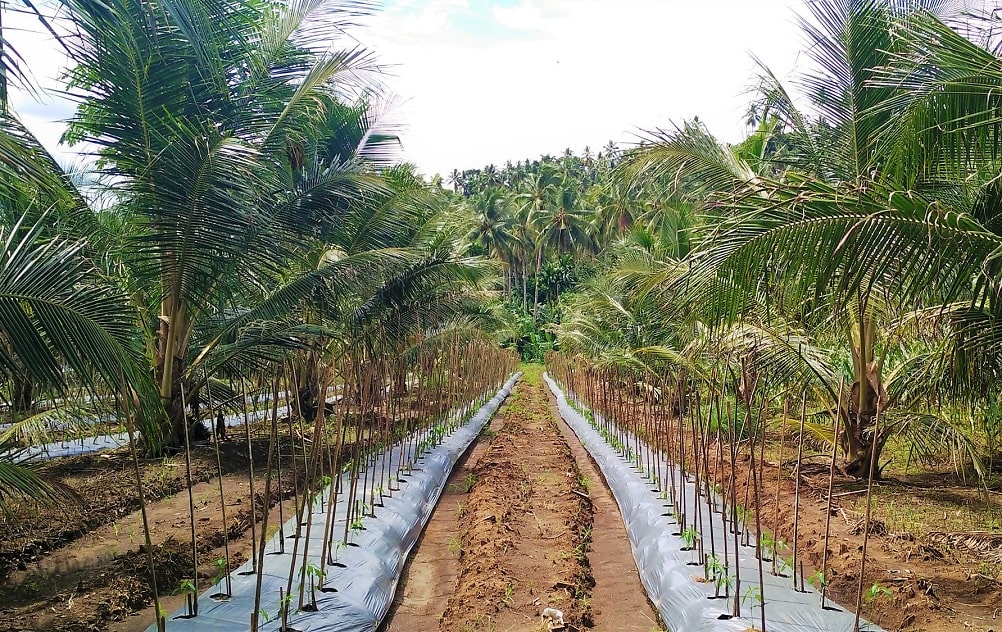 Siembra de frutales tropicales (cocoteros) con cultivos de maíz