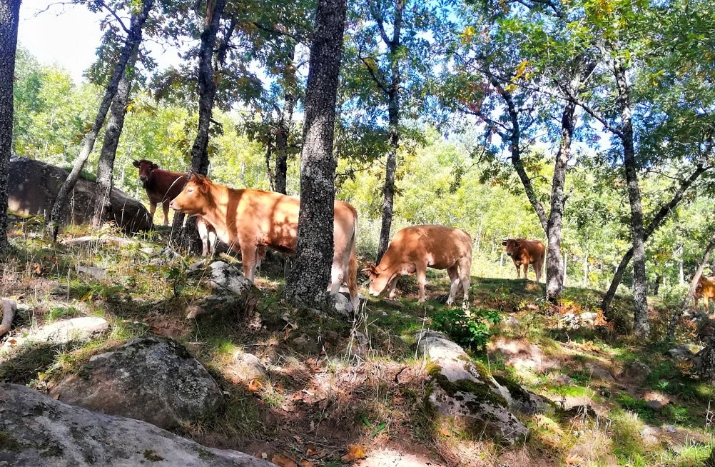 Intercalado de ganado vacuno pastando bajo árboles en un sistema agroforestal