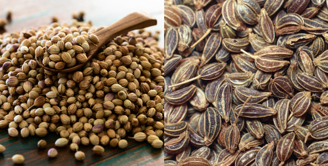 Semillas de cilantro en forma de bolita vs semillas de perejil en forma de pipa