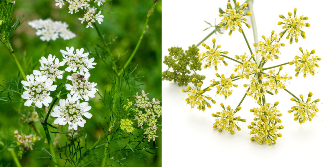 Diferentes entre perejil y cilantro - Flores blancas y flores amarillas