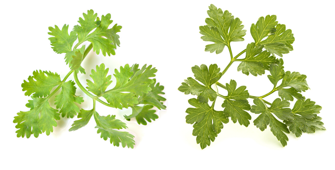 Hojas verde claro y redondeadas del cilantro diferentes a las hojas del perejil