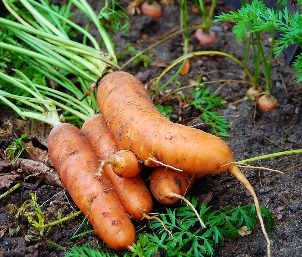 Cultivo de hortalizas de raíz en huerto orgánico