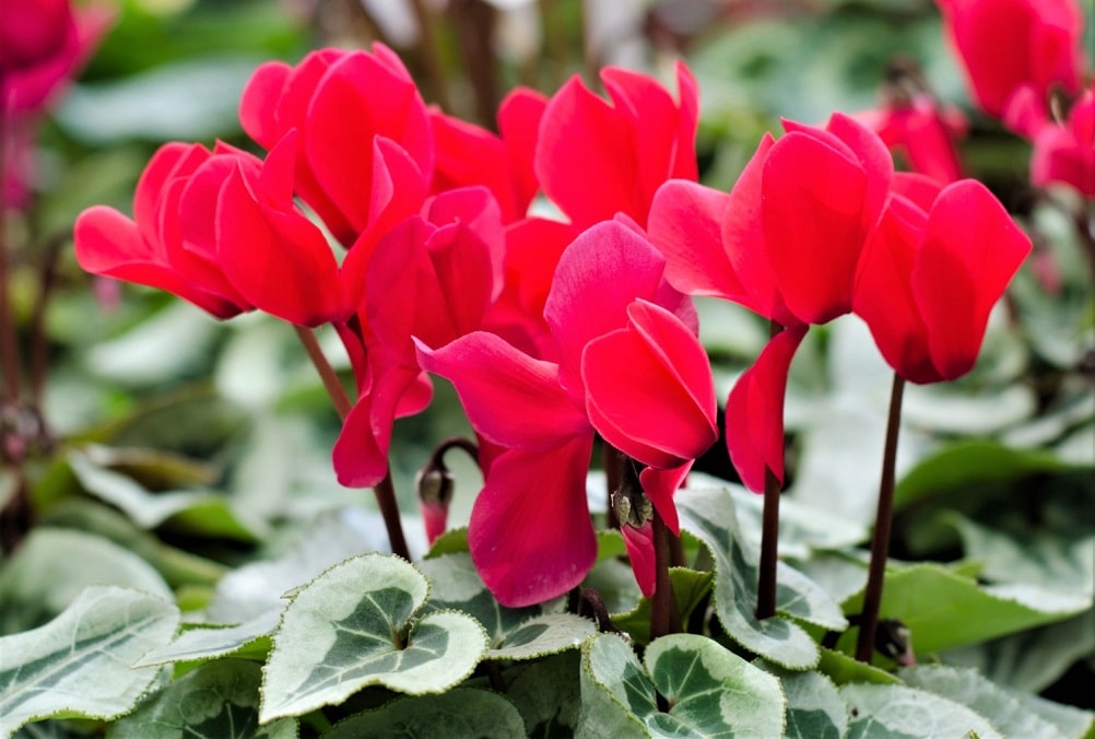 Ciclamen - Flor popular en otoño e invierno