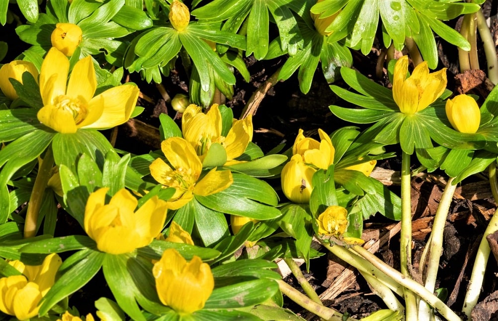 Acónito de invierno con flores aromáticas