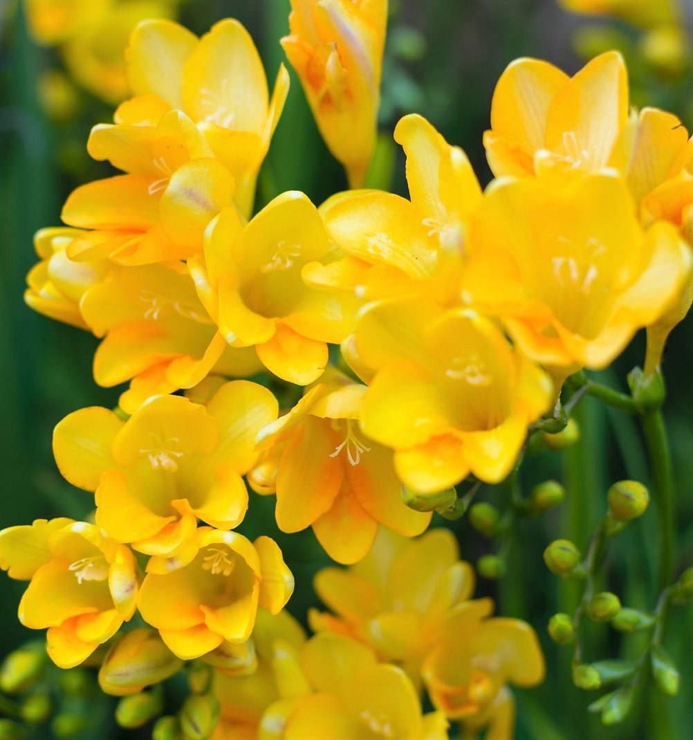 29 flores de Primavera impresionantes: Fotos, nombres y más