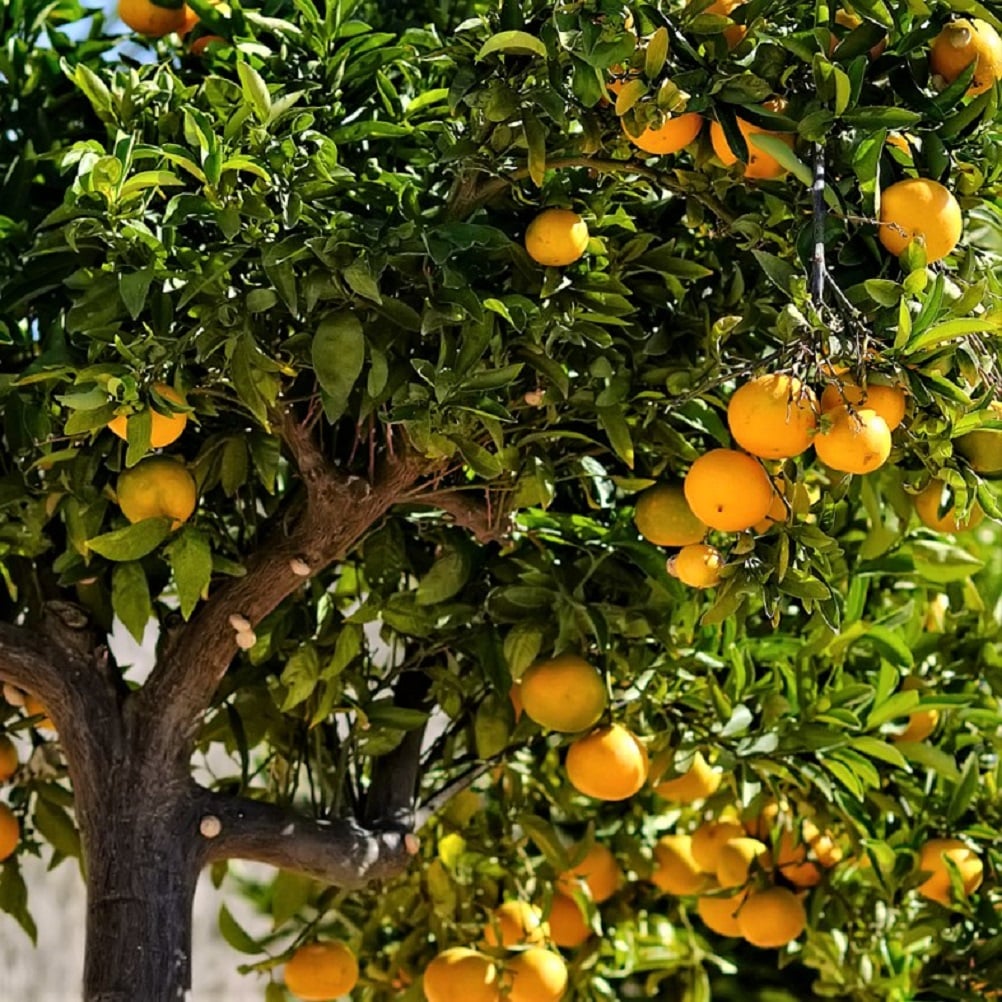 Mandarino - Frutal que suele poder comprarse con 5 años