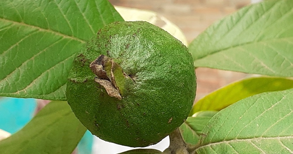 Frutales tropicales - Guayaba (Psidium guajava)