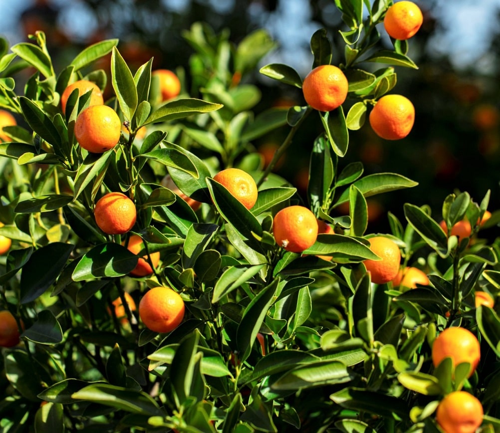 Frutales tropicales - Kumquat (Fortunella margarita)