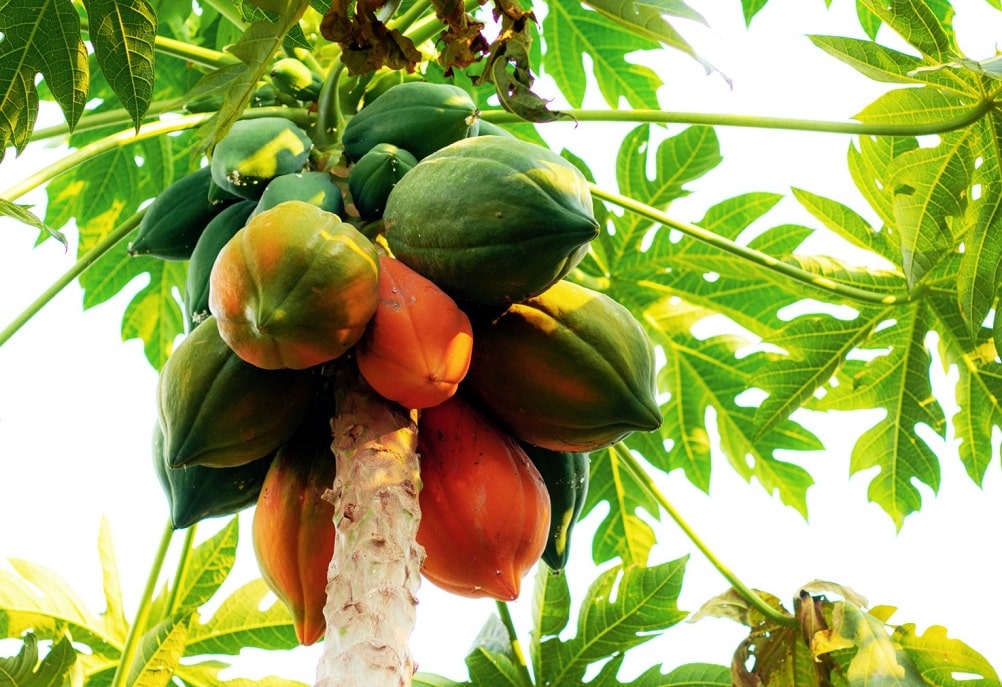 Frutales tropicales - Papaya (Carica papaya)