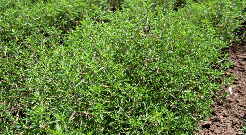 Hierba para dormir profundamente - Estragón (Artemisia dracunculus)