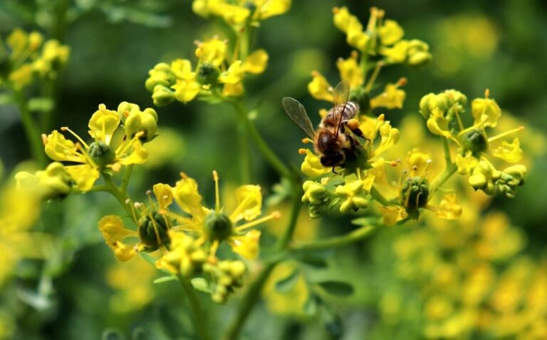 Hierbas aromáticas y medicinales: Guía completa (y sensata)