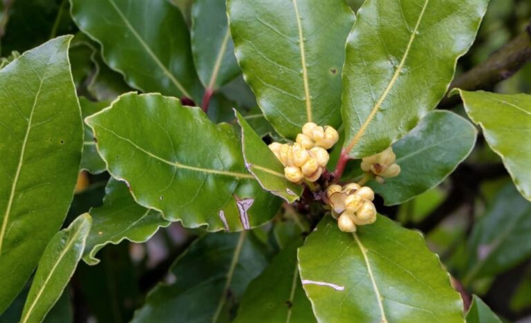 Hoja lanceolada: Concepto y EJEMPLOS de plantas con ella