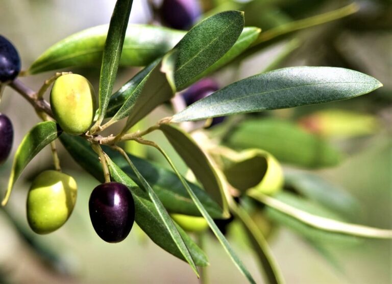 Hoja lanceolada: Concepto y EJEMPLOS de plantas con ella