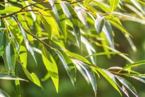 Hoja lanceolada: Concepto y EJEMPLOS de plantas con ella