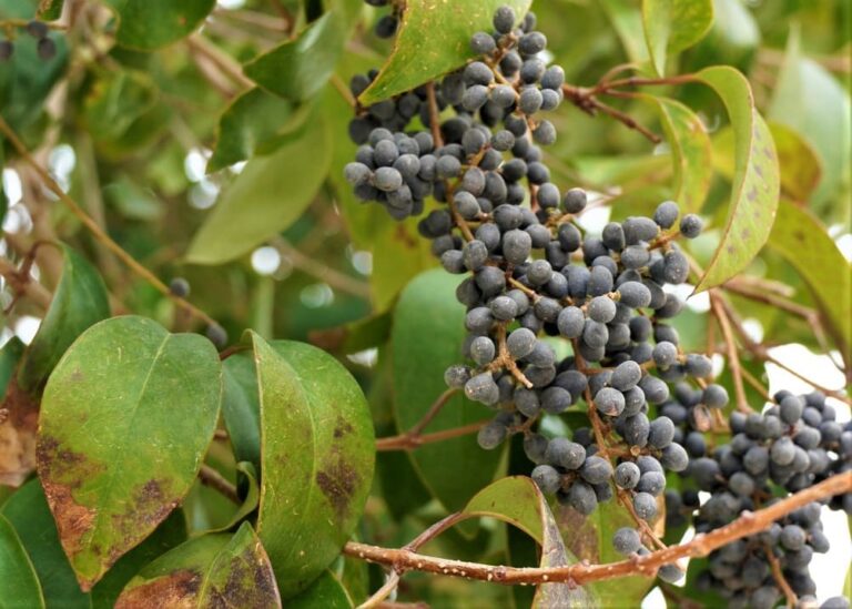 Hoja lanceolada: Concepto y EJEMPLOS de plantas con ella