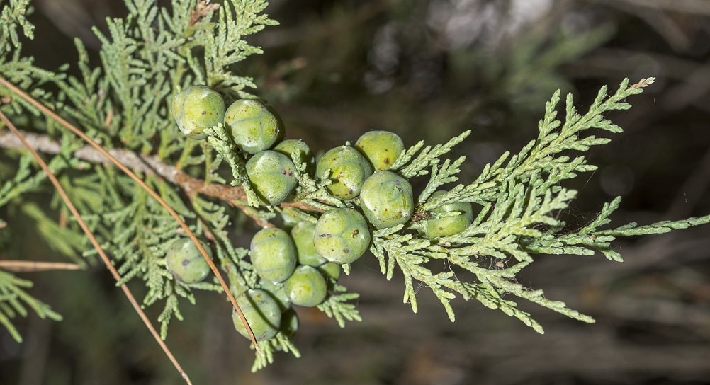 Sabina albar (Juniperus thurifera) con sus hojas perennes escuamiformes