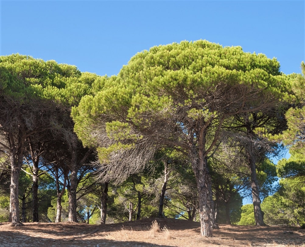 Coníferas como ejemplo de hoja perenne - Pino (Pinus)
