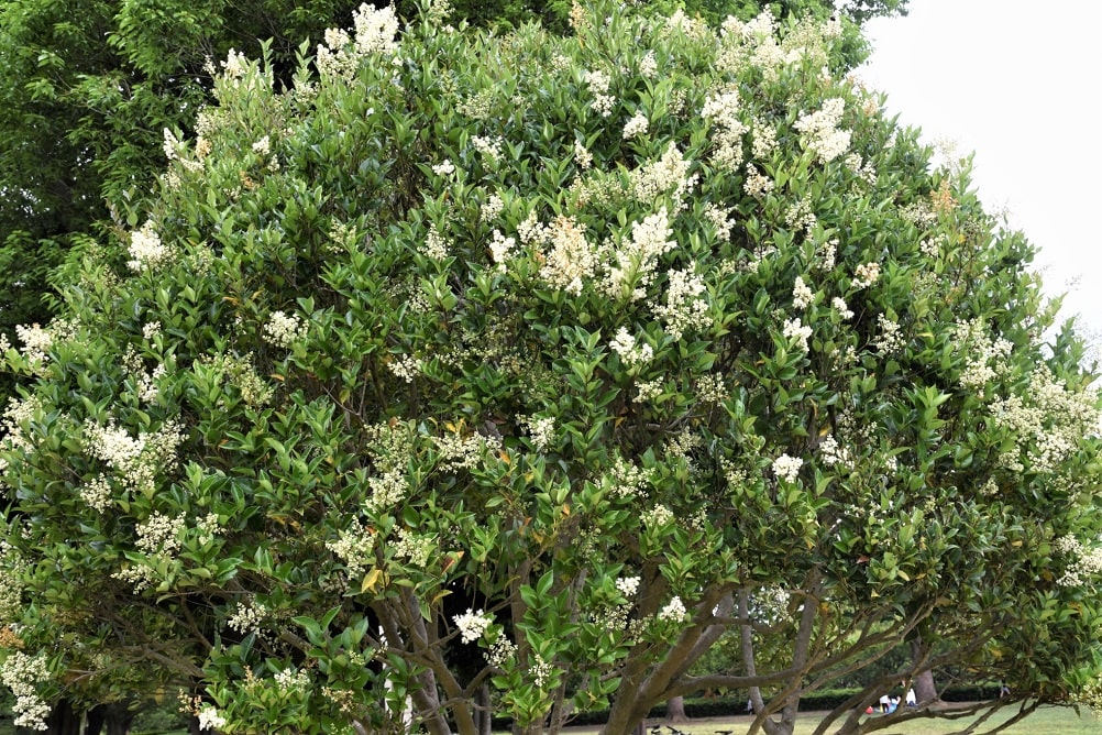 Árbol chino de hoja perenne - Aligustre arbóreo (Ligustrum lucidum)
