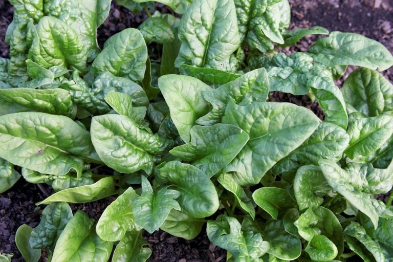 Hortaliza Con El Centro Blanco Rodeado De Hojas Verdes
