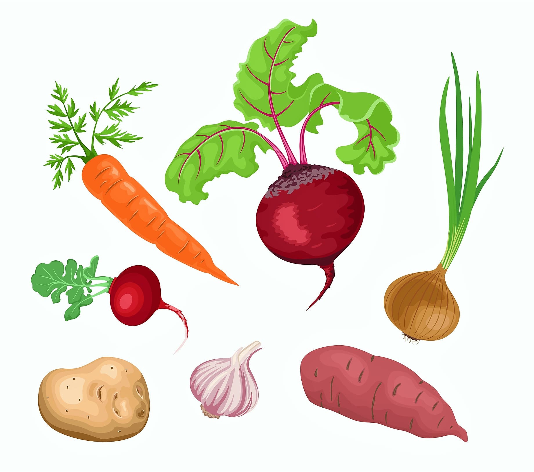 Ilustración con zanahoria, remolacha, rábano, ajo, batata, cebolla y otras hortalizas de raíz.