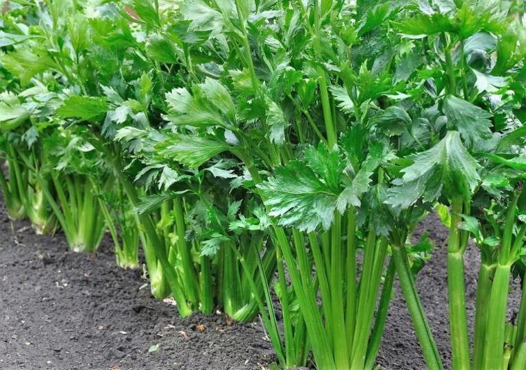 Hortaliza Con El Centro Blanco Rodeado De Hojas Verdes graciasnaturaleza.com
