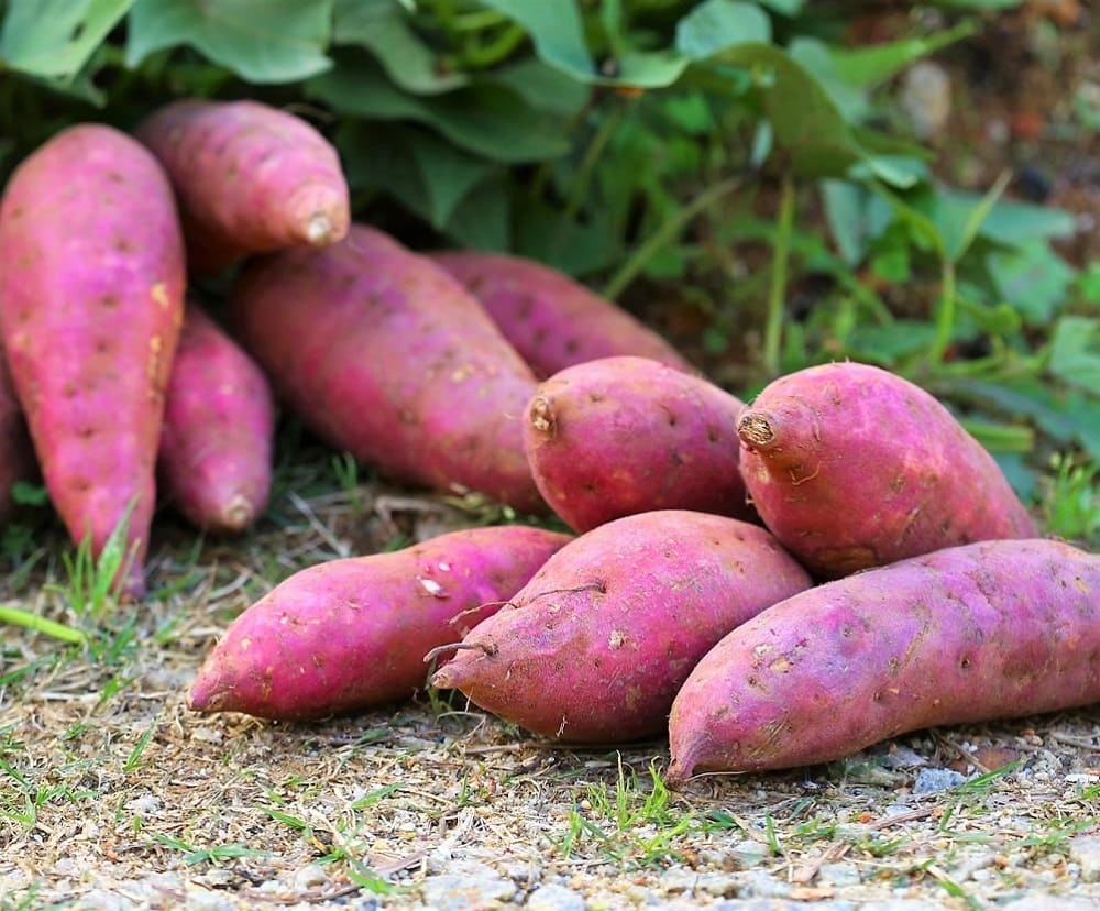 Batata o boniatos (Ipomoea batatas) como tubérculos comestibles u hortaliza de raíz