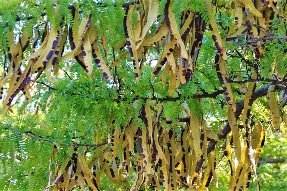 La acacia es otro ejemplo de legumbre, como la arveja, ceibo y lupino