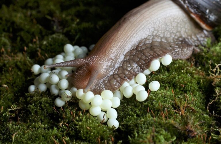 ¿Cómo combatir la plaga de caracoles? Usa estos trucos