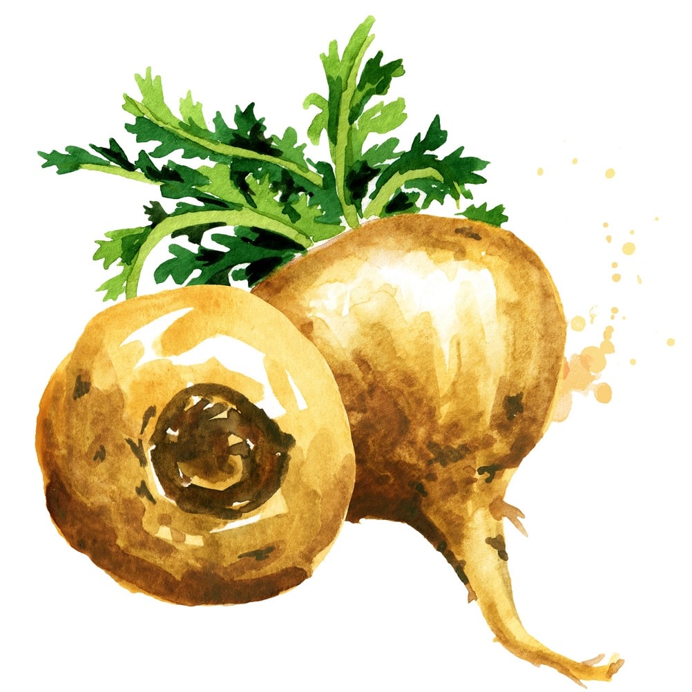 Ilustración de maca o ginseng peruano, tubérculo que de verdad funciona