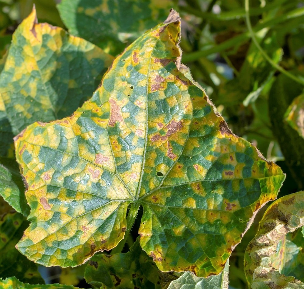 Pseudoperonospora cubensis afectando a las hojas de una planta de pepino