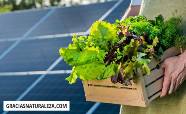 Agrovoltaica: Fusionando energía solar y agricultura