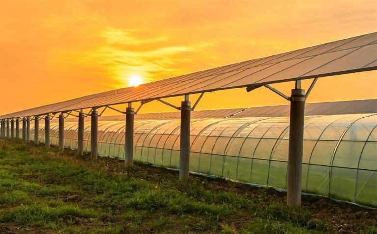 Agrovoltaica: Fusionando energía solar y agricultura