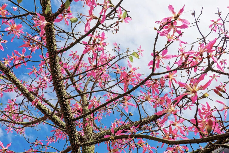 Los 12 árboles con flores ROSAS más bonitas (lista con fotos)