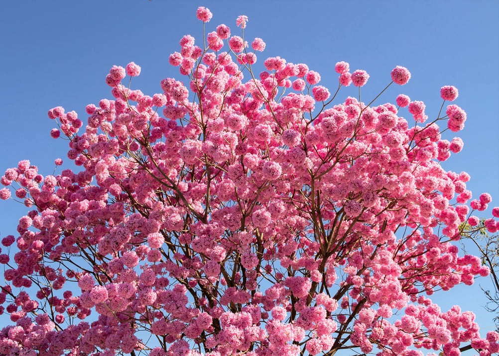 Los 12 árboles con flores ROSAS más bonitas (lista con fotos)