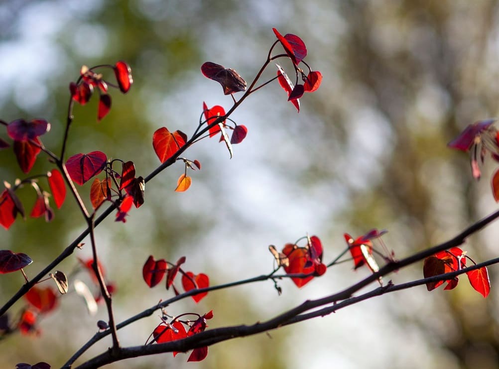 Árboles con hojas rojas - Ciclamor del Canadá (Cercis canadensis)