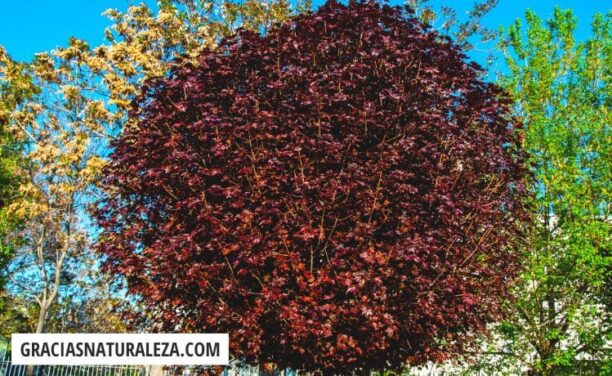 Árboles con hojas rojas