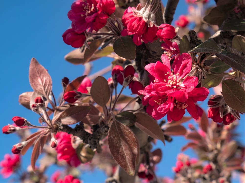 Manzano rojo (Malus x purpurea) - Frutal con hojas rojas no solo en otoño