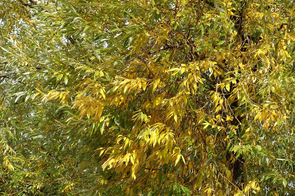 Árbol de color blanco y crecimiento rápido - Salix alba