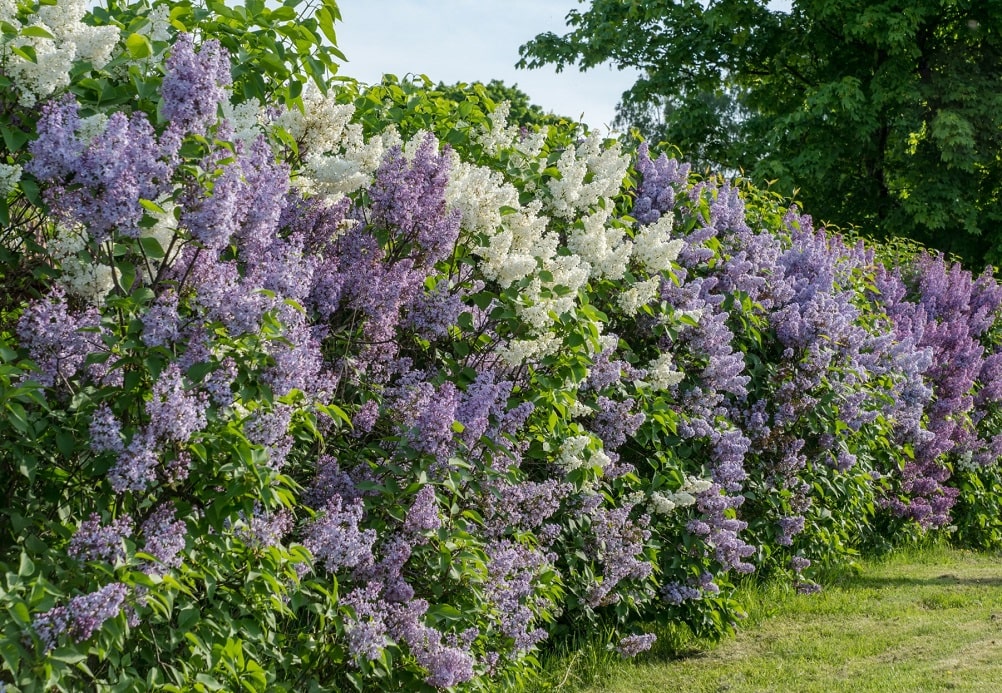 Pequeño arbusto (que no árbol) - Lilo o lila (Syringa vulgaris)
