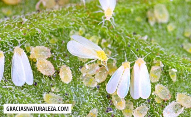 Bichos blancos en las plantas