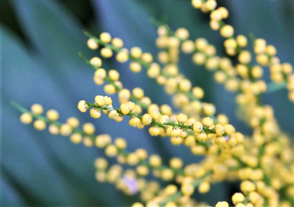 La Chamaedorea elegans o palmera de salón tiene flores sin pétalos de color amarillo