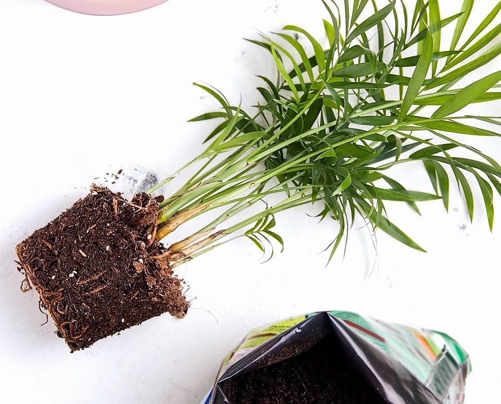 Trasplante y crecimiento de la Chamaedorea elegans en una maceta para interior o exterior